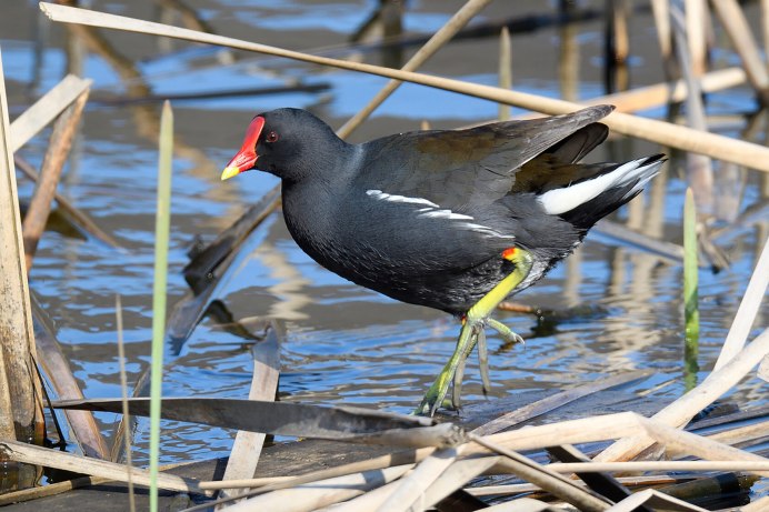 Камышница Gallinula chloropus