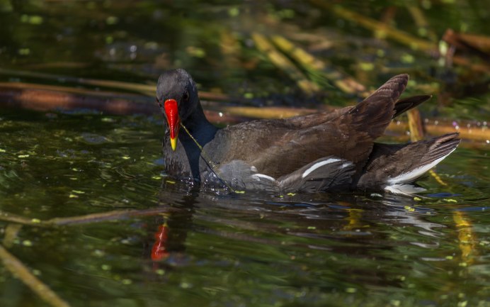 Черная птица с красными глазами Болотная водоплавающая
