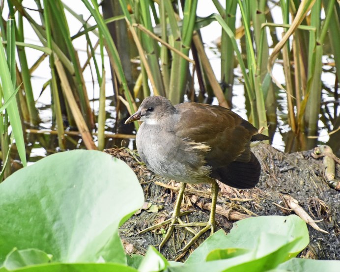 Камышница серая