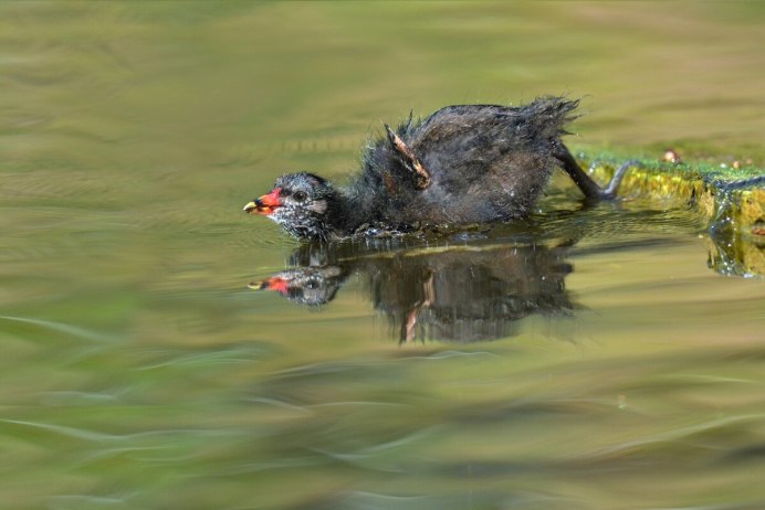 Птенец Болотной курочки