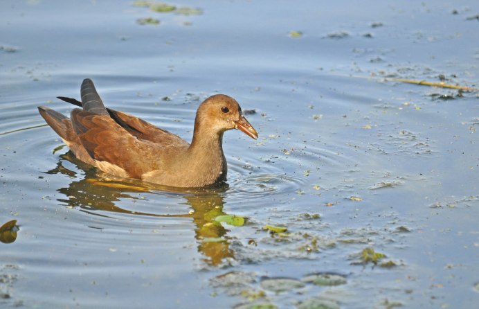 Молодая камышница фото