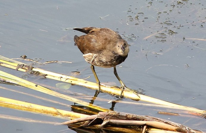 Водяные курочки камышовки