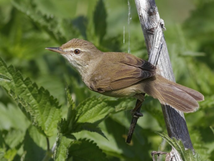 Водоплавающие птицы пыжик