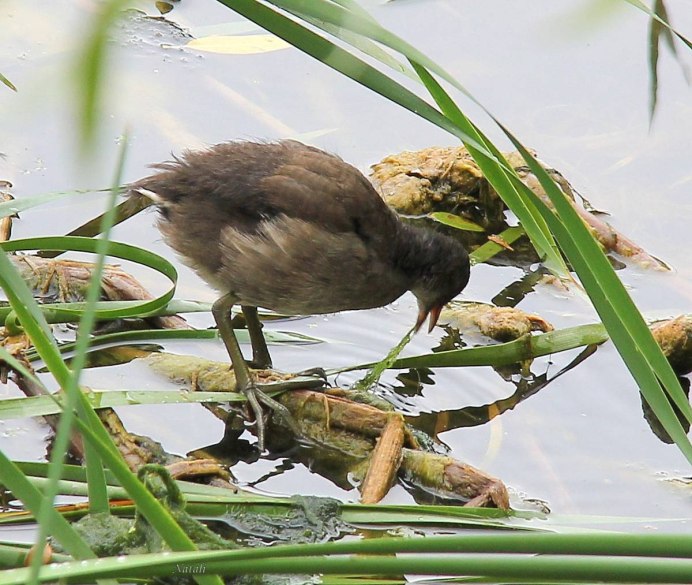 Камышница Gallinula chloropus (Linnaeus, 1758)