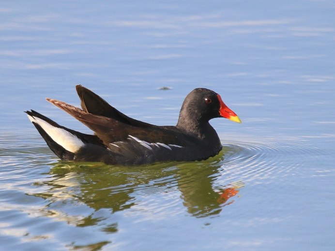 Камышница самец и самка