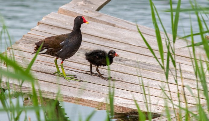 Болотная курица камышница