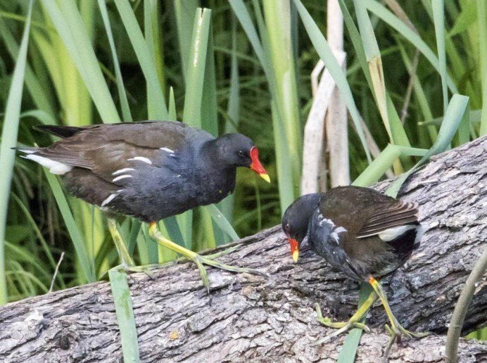Болотная Курочка лысуха