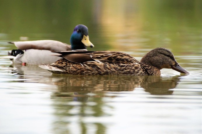 Камышница Gallinula chloropus
