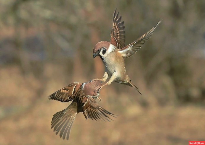 Воробушек в полете