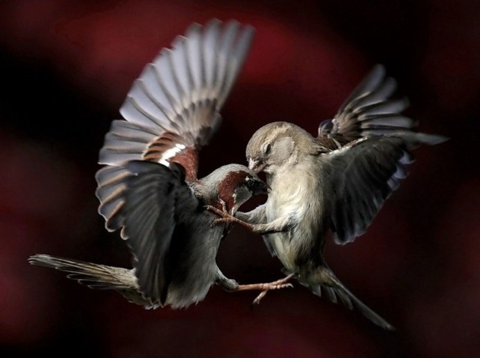 Воробьи дерутся