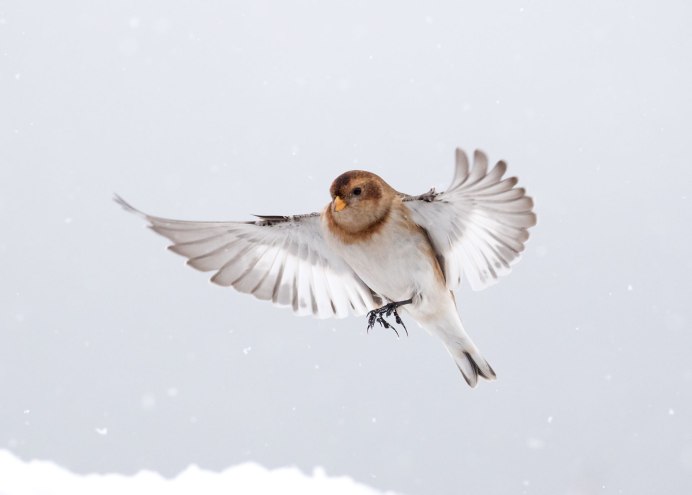 Воробей Эстетика