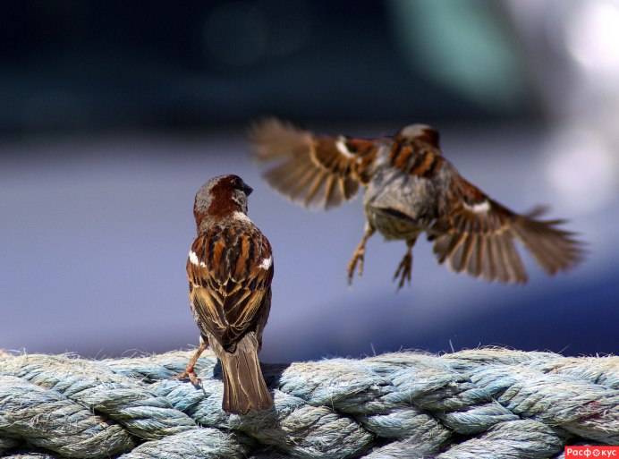Воробей со связанными крыльями
