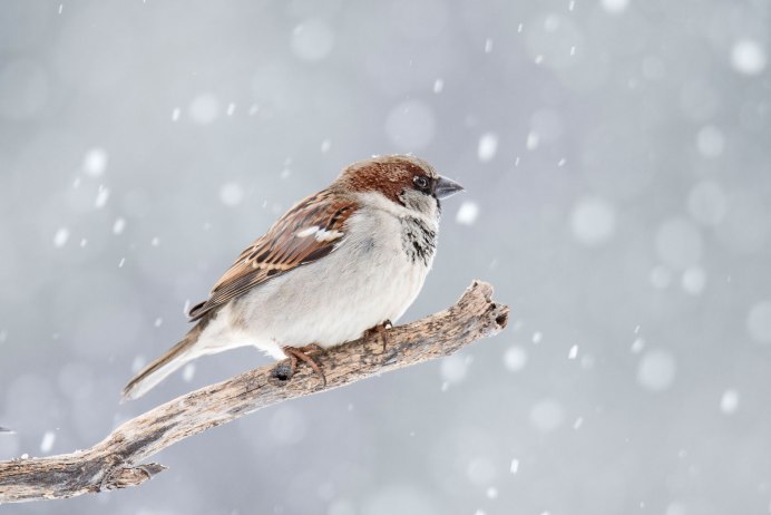 Голос воробья