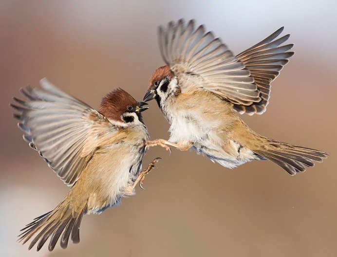 Воробушек в полете