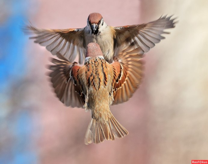 Птица в полете