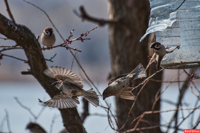 Полет воробья