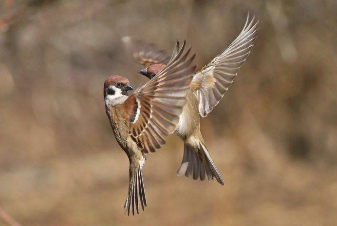 Снегири синички воробьи