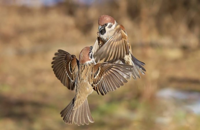 Воробей в полете