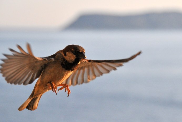 Воробей улетает