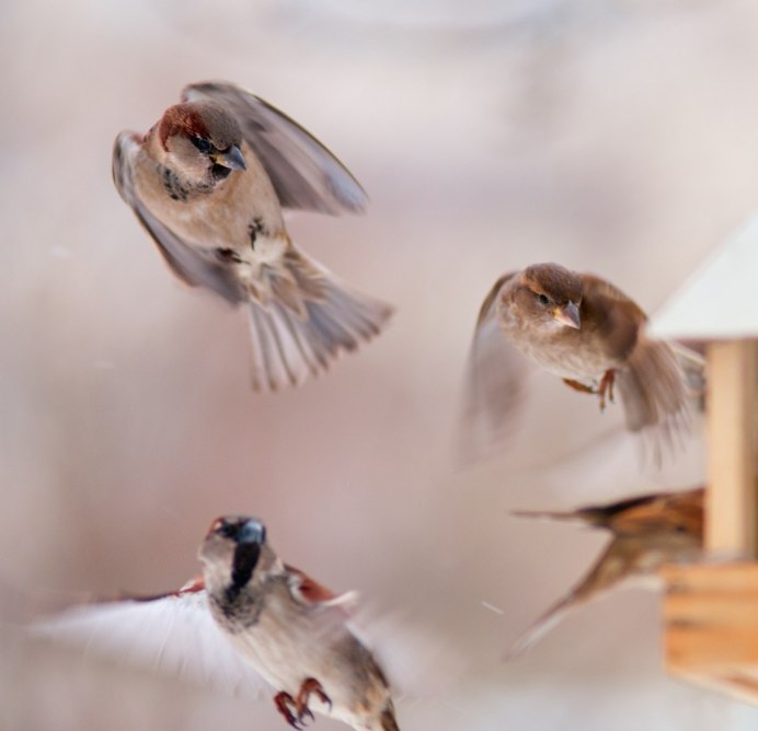 Птица в полете