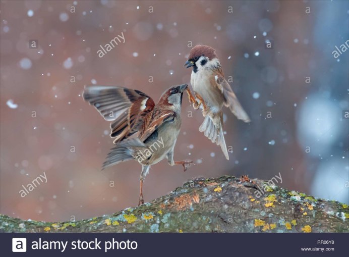 Хвост воробья