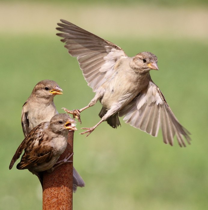Воробьи летают
