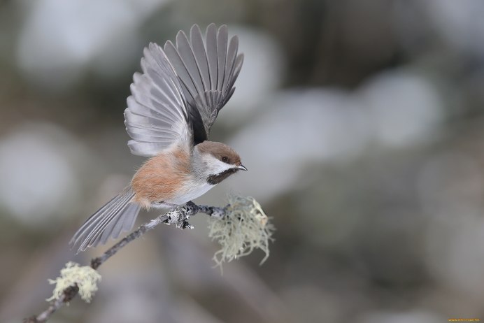 Красноголовый Воробей