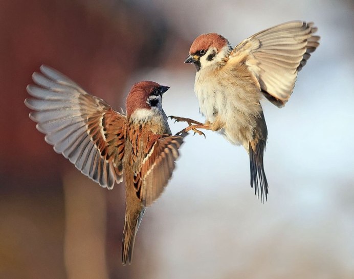 Домовой Воробей в полете