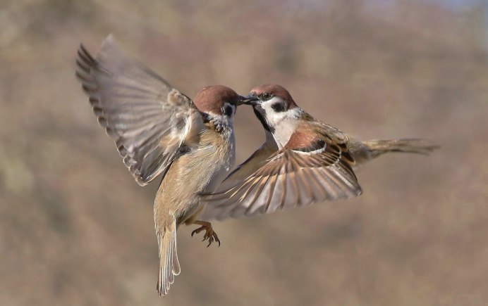 Воробей летит