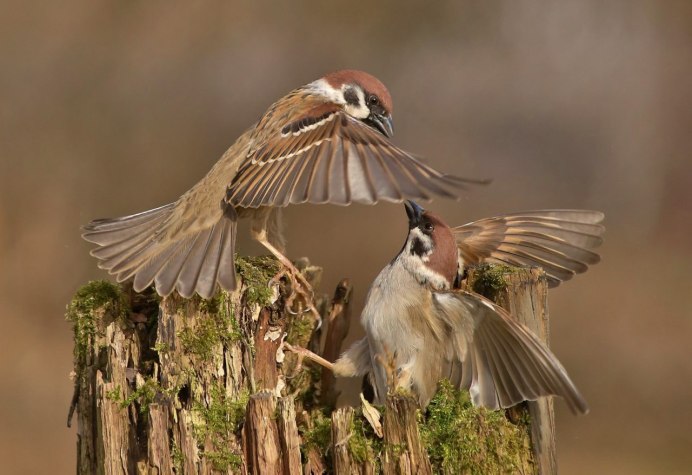 Крылья воробья