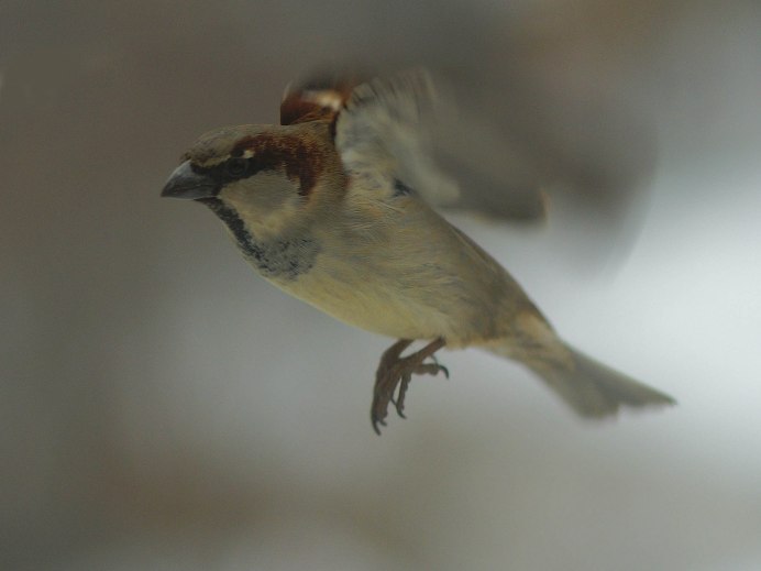 Полет соловья