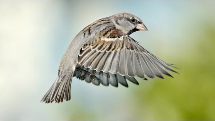 Крылья воробья