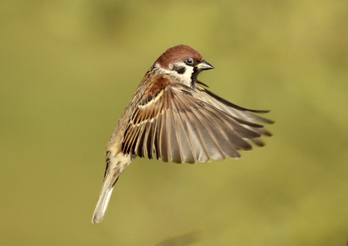 Фатима Чумчук