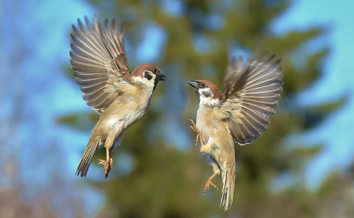 Воробьи летают