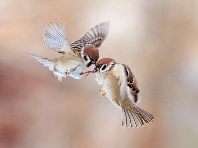 Воробьи летают