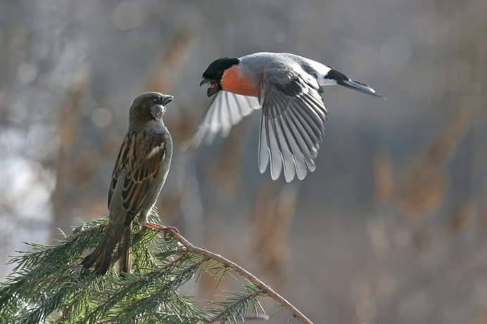 Воробей летит