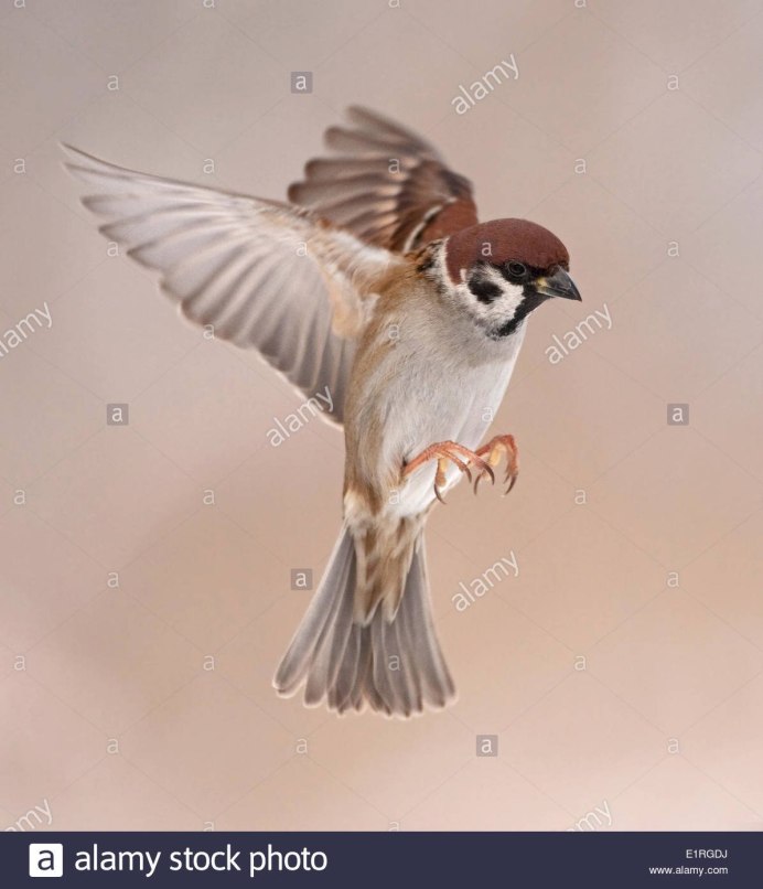 Парящий Воробей