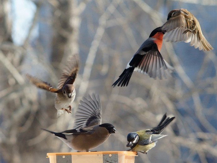 Окрас воробья