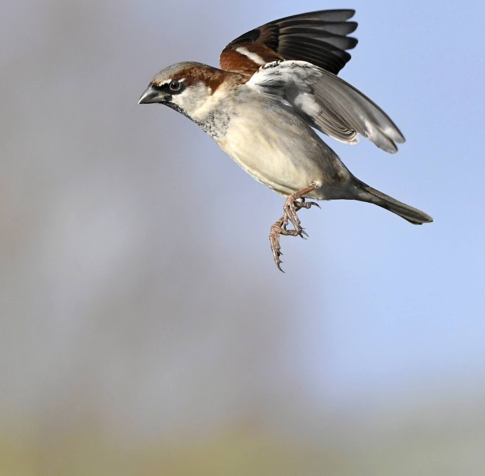 Воробей улетает