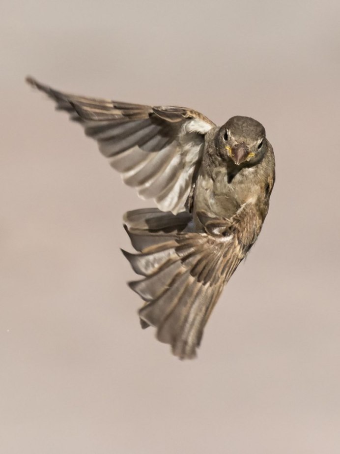 Воробей в неволе