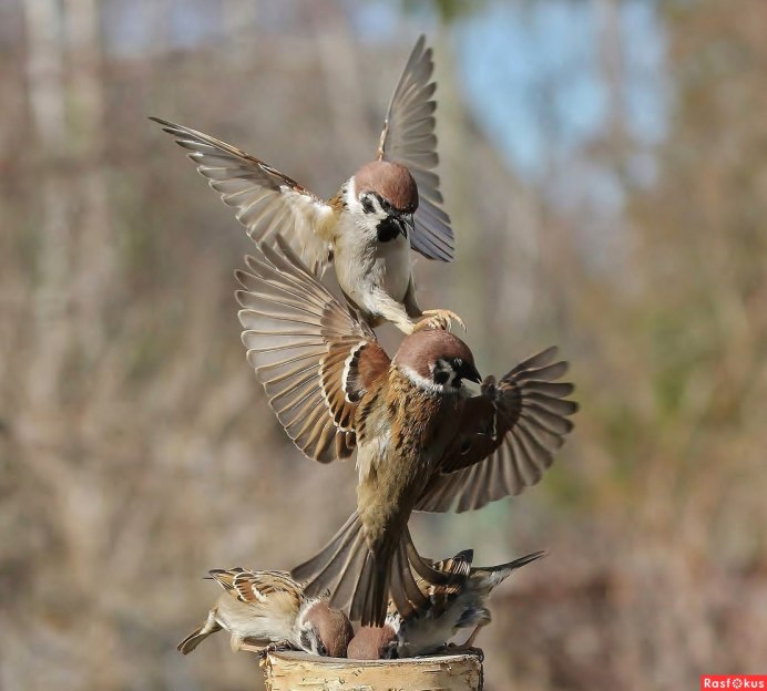 Воробей улетает