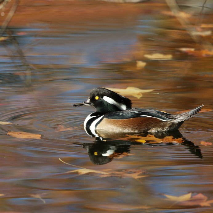 Большой крохаль Mergus Merganser