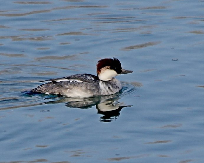 Большой крохаль Mergus Merganser