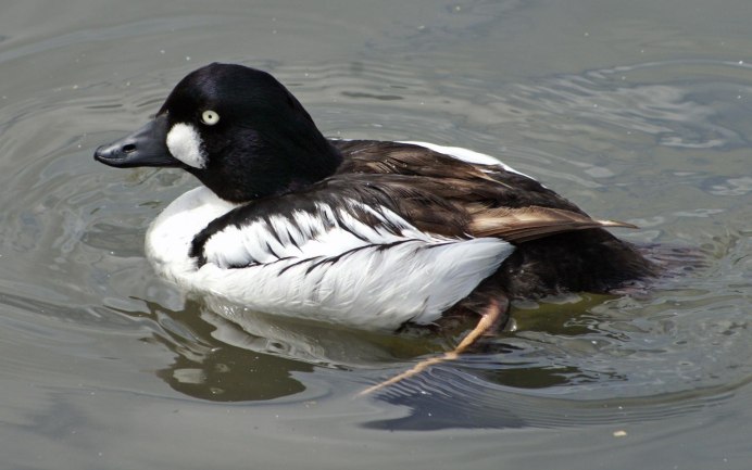 Mergellus albellus