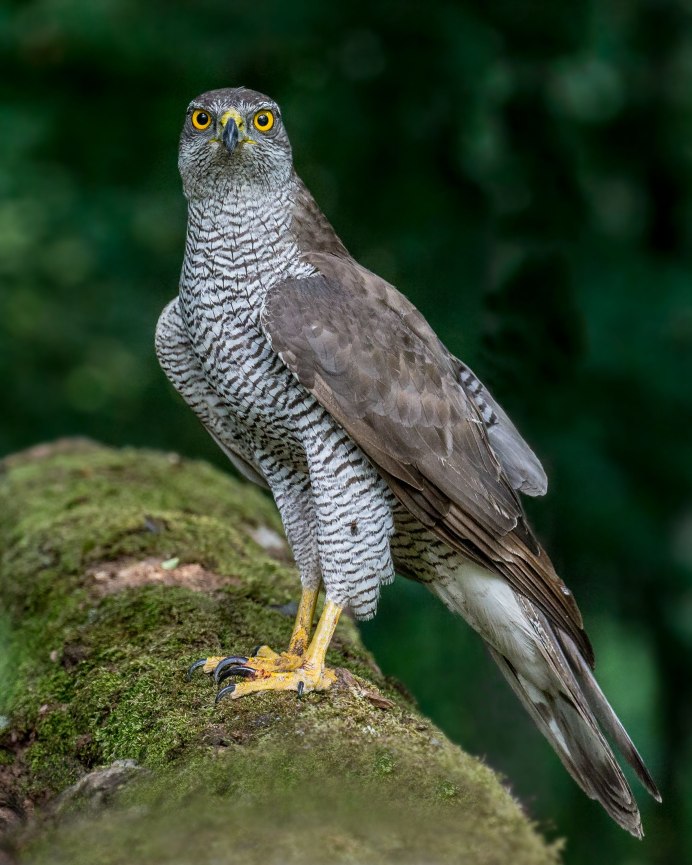 Ястреб - тетеревятник (Accipiter gentilis)