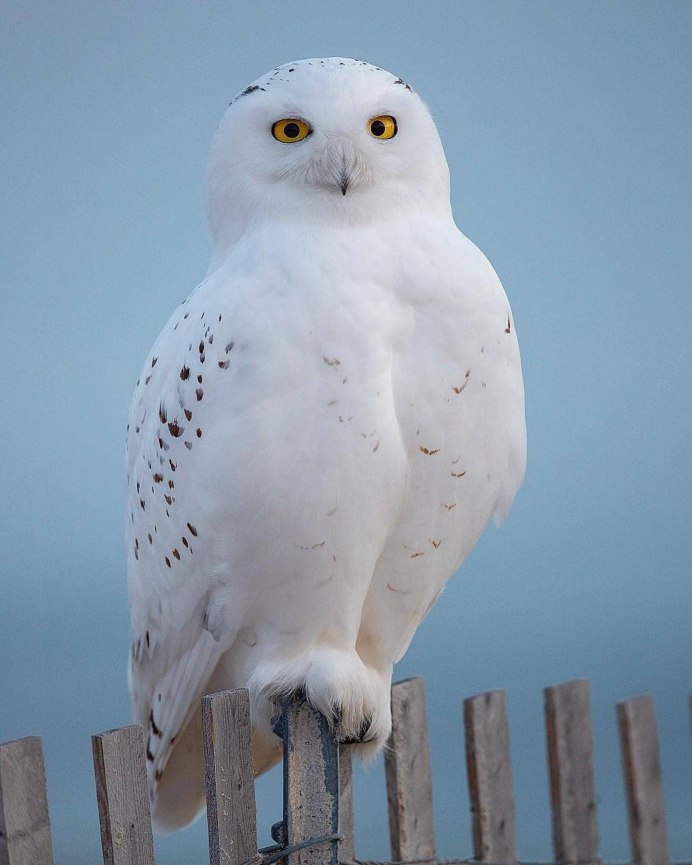 Bubo scandiacus