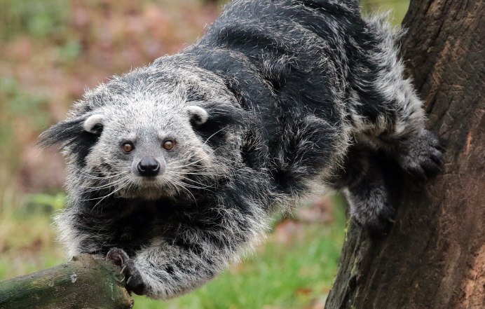 Arctictis Binturong