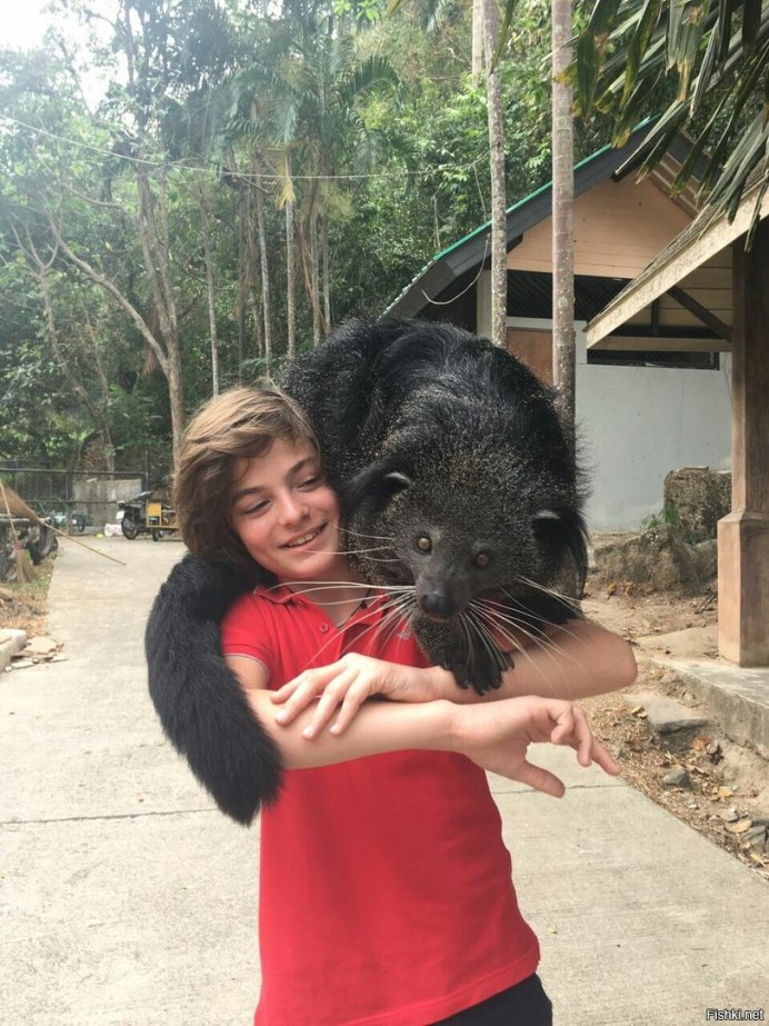 Bali Safari. Бинтуронг
