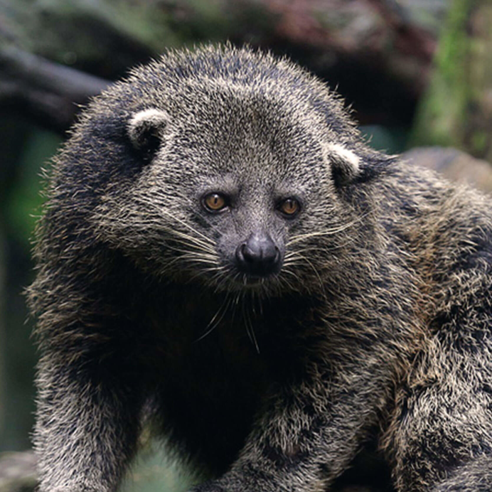 Кошка медведь