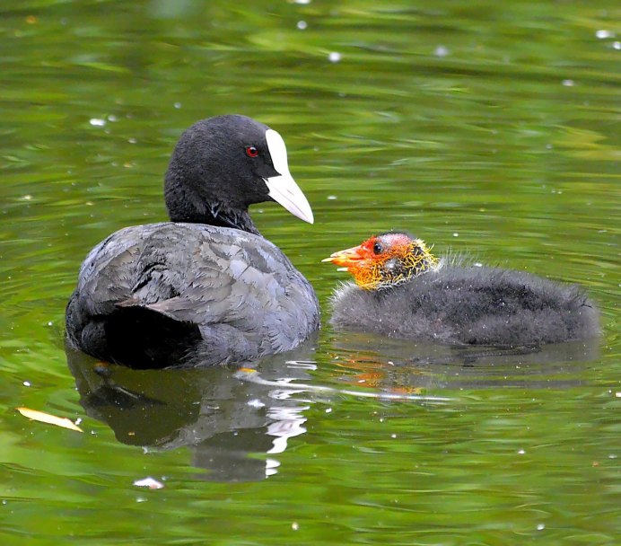 Американская лысуха (Fulica Americana)